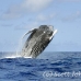 whale_humpback_h_00397_dom2444.jpg